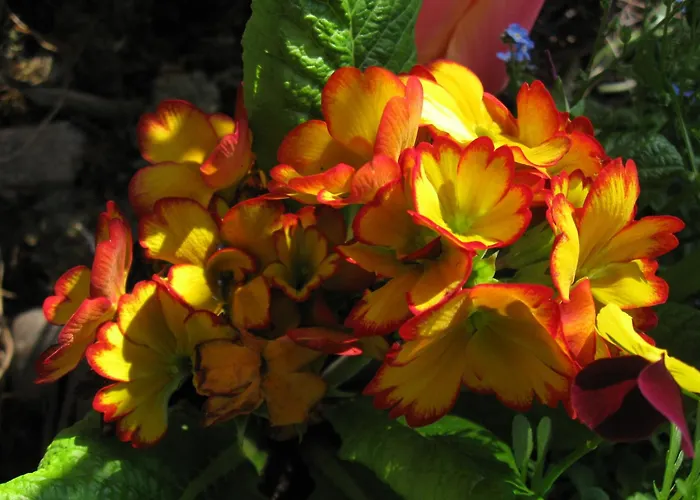 Globtroter 크라쿠프